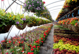 TIPS TO START PLANT NURSERY BUSINESS
