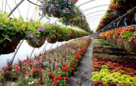 TIPS TO START PLANT NURSERY BUSINESS