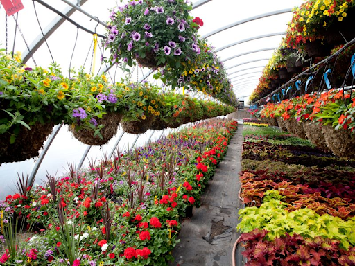 TIPS TO START PLANT NURSERY BUSINESS