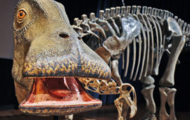 ‘Don’t Google which dinosaur had 500 teeth’ Only Check out here